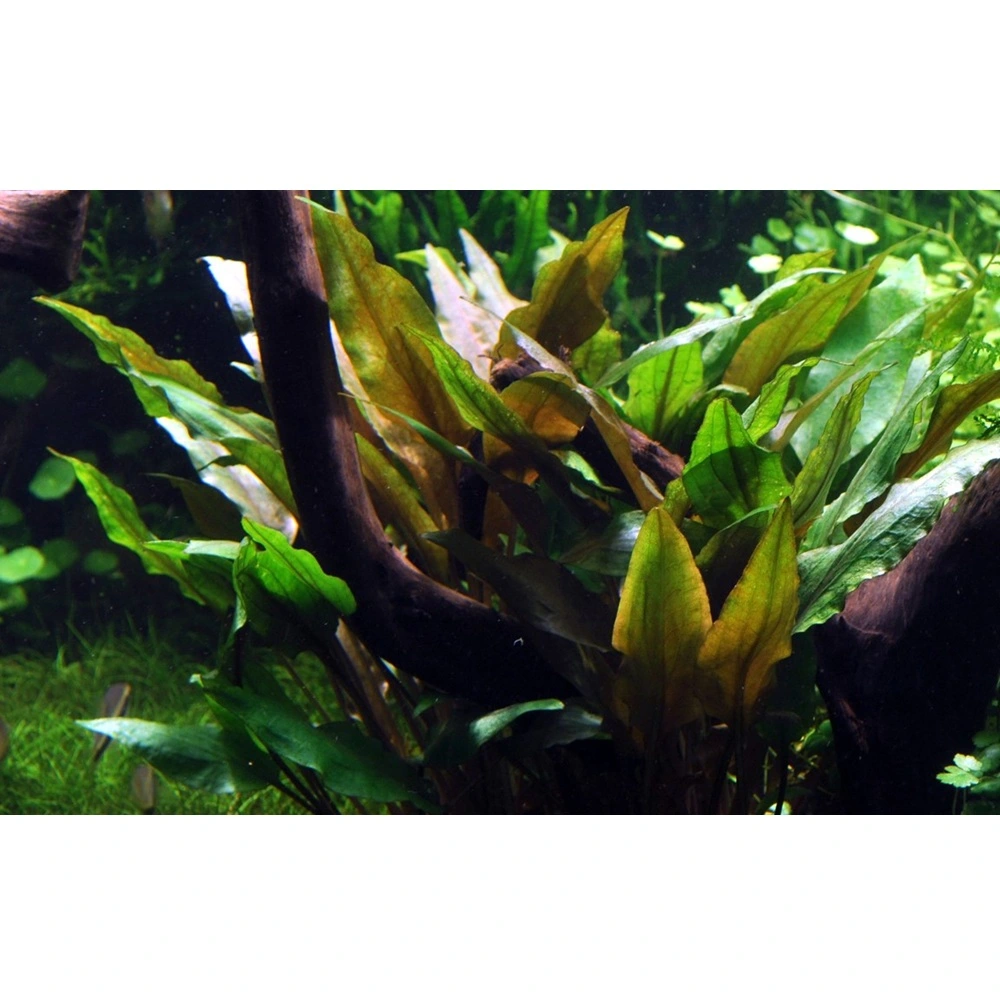 Tropica Akvarieplante i potte Cryptocoryne undulata broad leaves